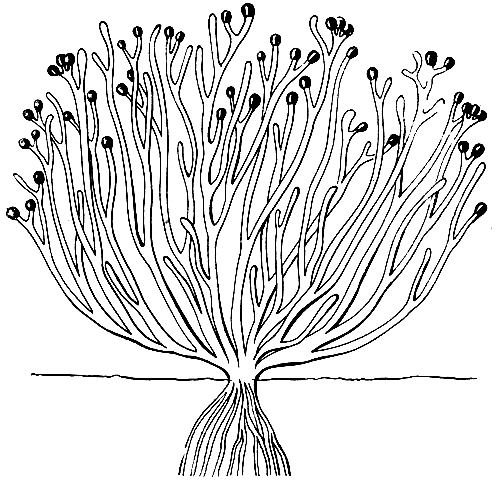 Рис. 15. Куксония (Cooksonia)