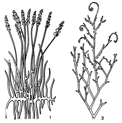 Рис. 20. Зостеро филлофиты: 1 - зостерофиллум (Zosterophyllum); 2 - госслингия (Gosslingia)