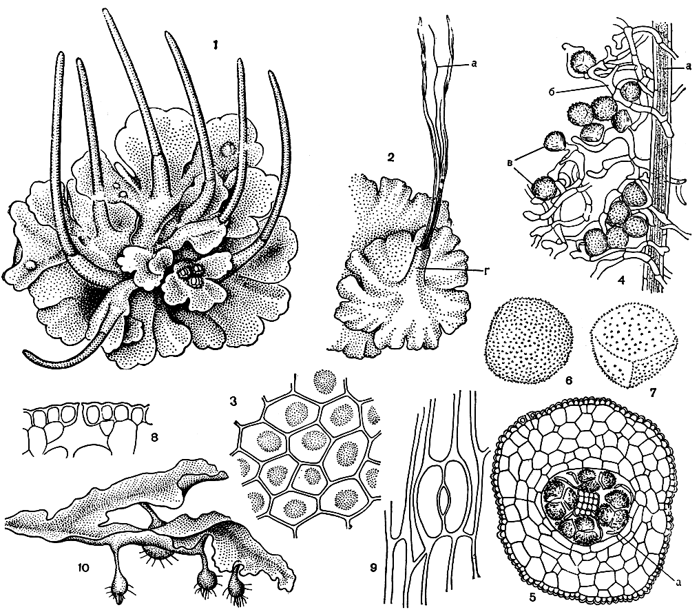 Рис. 23. Антоцеротовые. Антоцерос гладкий (Anthoceros laevis): 1 - общий вид растения со спорогонами; 2 - часть слоевища с раскрытым спорогоном; 3 - эпидерма слоевища; 4 - часть колонки спорогона с элатерами и спорами; 5 - поперечный разрез спорогона; 6 - спора с дистальной стороны; 7 - спора с проксимальной стороны; 8 - поперечный срез устьица; 9 - устьице стенки спорогона (а - колонка, б - элатеры, в - споры, г - вагинула). Антоцерос вильчатый (A. dichotomus): 10 - стерильное слоевище с выводковыми клубеньками