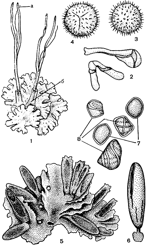 Рис. 24. Антоцеротовые. Антоцерос точечный (Anthoceros punctatus): 1 - общий вид растения с раскрытыми спорогонами (а - колонка, б - вагинула); 2 - элатеры; 3 - спора с дистальной стороны; 4 - спора с проксимальной стороны. Нототилас округлый (Notothylas orbicularis): 5 - общий вид растения со спорогонами; 6 - спорогон с ножкой и стопой; 7 - две споры; 8 - три элатеры