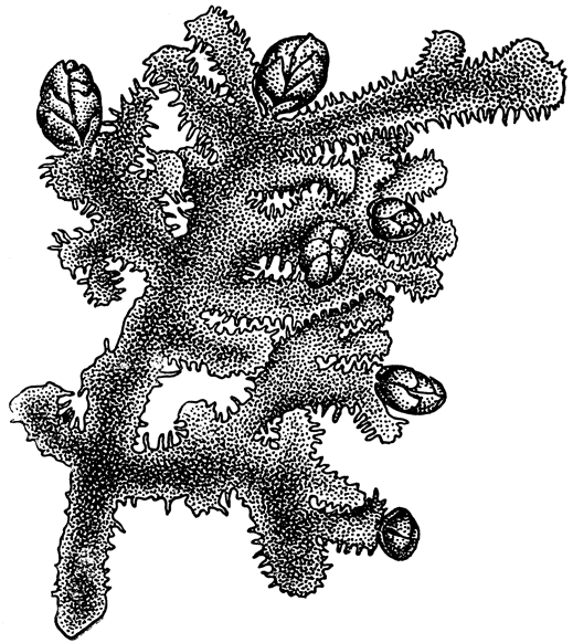 Рис. 25. Метцгериопсис (Metzgeriopsis) - мужское растение