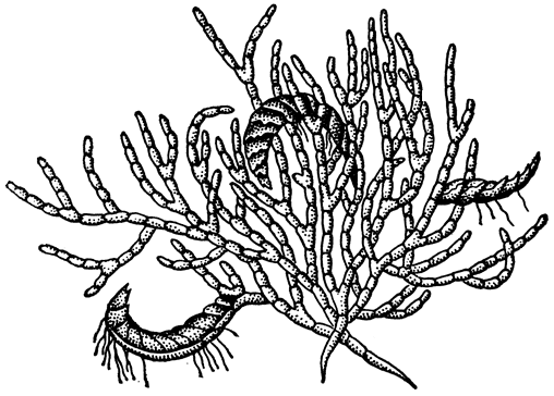 Рис. 26. Протоцефалозия (Protocephalozia ephemeroides) - общий вид растения с протонемой и мужскими гаметофорами