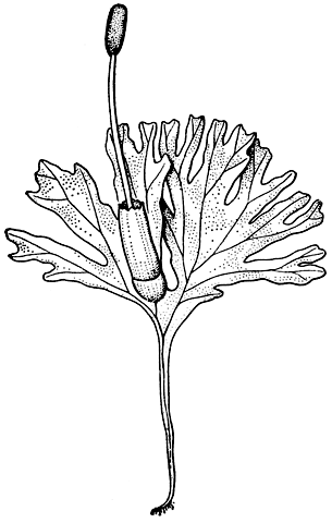 Рис. 27. Общий вид гименофитума (Hymenophytum) со спорогоном