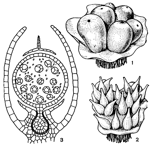 Рис. 28. Сферокарпус (Sphaerocarpus): 1-2 - растения с грушевидными и коническими обертками, окружающими гаметангии и спорогоны; 3 - продольный разрез через спорогон и обертку