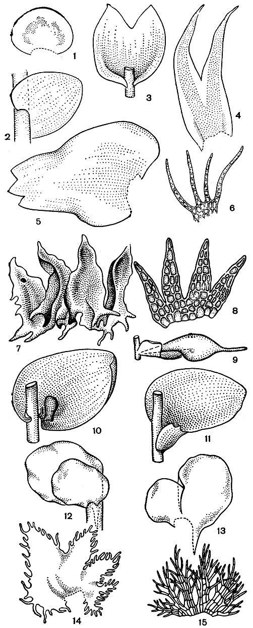 Рис. 32. Формы листьев у юнгерманниевых: 1 - круглый лист у соленостомы (Solenostoma sphaerocarpum); 2 - овальный лист у калипогеи (Calypogeia muelleriana); 3 - яйцевидный лист, разделенный на две лопасти у марсупеллы (Marsupella sparsifolia); 4 - ланцетный лист, глубоко разделенный на две шиловидные лопасти у герберты (Herberta); 5 - яйцевидный лист, на верхушке трехзубчатый у баззании (Bazzania trilobata); 6 - лист, разделенный почти до основания на 3-4 щетинковидные лопасти из одного ряда клеток у блефаростомы (Blepharostoma trichophyllum); 7 - лист, наполовину охватывающий стебель, поделен почти до основания на 3-4 клинообразные лопасти с зубцами при основании у хандонантуса (Chandonantus setiformis); 8 - четырех лопастный лист у лепидозии (Lepidozia trichoclados); 9 - трубчатый лист у колуры (Colura); 10 - двулопастные листья с верхней и нижней очень маленькой колпачковидной (листовое ушко) лопастями и шиловидным образованием (стилюсом) у фруллании (Frullania tamarisci); 11 - двулопастные листья с верхней, более крупной округло-яйцевидной цельнокрайней лопастью и более мелкой нижней лопастью у лежении (Lejeunea cavifolia); 12-13 - двулопастные листья с более мелкой верхней лопастью у скапании (Scapania undulata); 14 - четырехлопастный реснитчатый по краю лист у птилидиума (Ptilidium ciliare); 15 - пятилопастный, сильно рассеченный, реснитчатый по краю лист трихоколеи (Trichocolea tomentella)