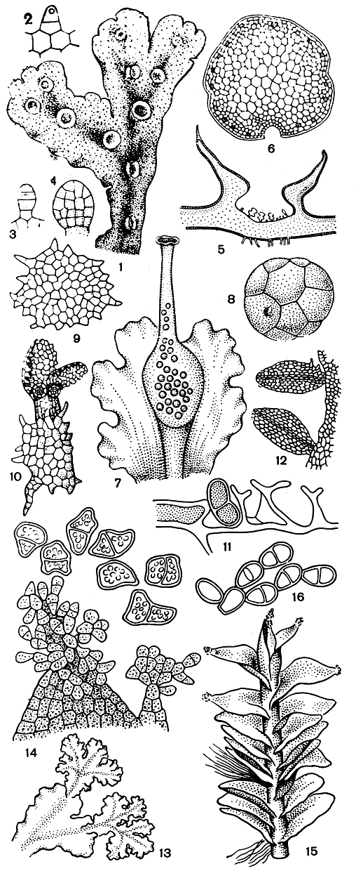 Рис. 34. Различные формы вегетативного размножения у печеночников. Маршанция (Marchantia polymorpha): 1 - часть слоевища с выводковыми корзиночками; 2-4 - стадии развития выводкового тельца; 5 - выводковая корзиночка в разрезе; 6 - зрелое выводковое тельце Блазия (Blasia pusilla): 7 - часть слоевища с выводковой колбочкой; 8 - выводковое тельце из колбочки; 9 - звездчатое выводковое тельце с поверхности слоевища; 10 - прорастающее звездчатое выводковое тельце. Рикардия (Riccardia): 11 - эндогенные выводковые тельца. Метцгерия (Metzgeria): 12 - выводковые побеги. Пеллия (Pellia): 13 - выводковые побеги. Сфенолобус (Sphenolobus): 14 - выводковые тельца на листьях. Милия (Mylia anomala): 15 - выводковые тельца на листьях; 16 - зрелые выводковые тельца