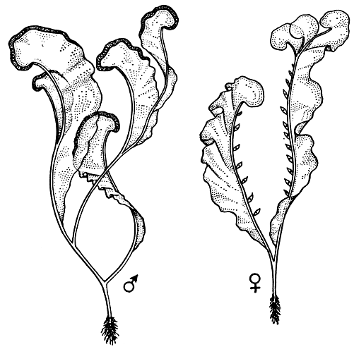 Рис. 37. Риелла (Riella) - мужское и женское растения