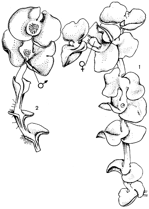 Рис. 39. Филлоталлия снежная (Phyllothallia nivicola): 1 - женское растение с незрелым спорофитом; 2 - мужское растение