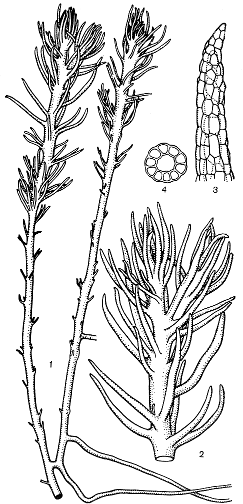 Рис. 41. Такакия лепидозиевидная (Takakia lepidozioides): 1 - общий вид растения; 2 - верхняя часть побега; 3 - верхушка сегмента листа; 4 - поперечный срез сегмента листа