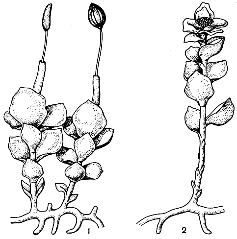 Рис. 40. Калобриум (Galobryum): 1 - спороносящее растение; 2 - растение с мужскими гаметангиями