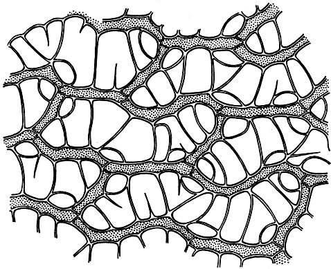 Рис. 44. Сфагнум болотный (Sphagnum palustre). Участок листа с клетками двух типов