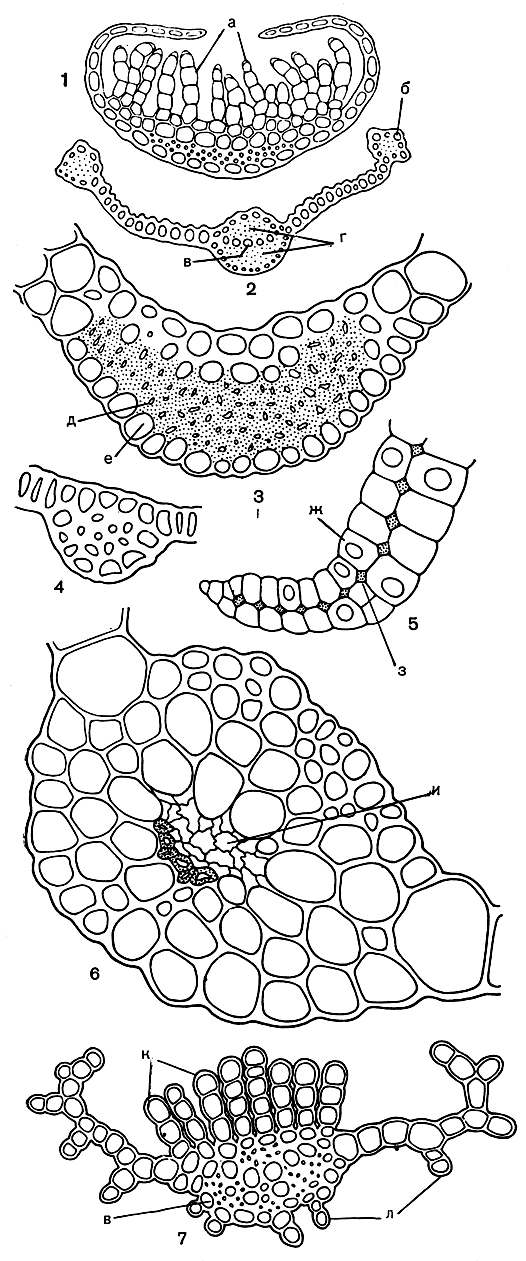 Рис. 45. Поперечные срезы листьев андреевых и бриевых: 1 - алоина (Aloina); 2 - сирроподон (Syrrhopodon); 3 - меезия трехрядная (Meesia trifaria); 4 - андрея Рота (Andreaea rothii); 5 - леукобриум (Leucobryum); 6 - мниум близкий (Milium affine); 7 - олиготрихум крылатый (Oligotrichum aligerum); а - ассимиляционные нити; б - край листа; в - указатели; г - брюшные и спинные стереиды; д - спинные стереиды; е - спинные клетки; ж - водоносные клетки; з - хлорофиллоносные клетки; и - сопроводитель; к - ассимиляционные пластиночки; л - спинныс пластиночки