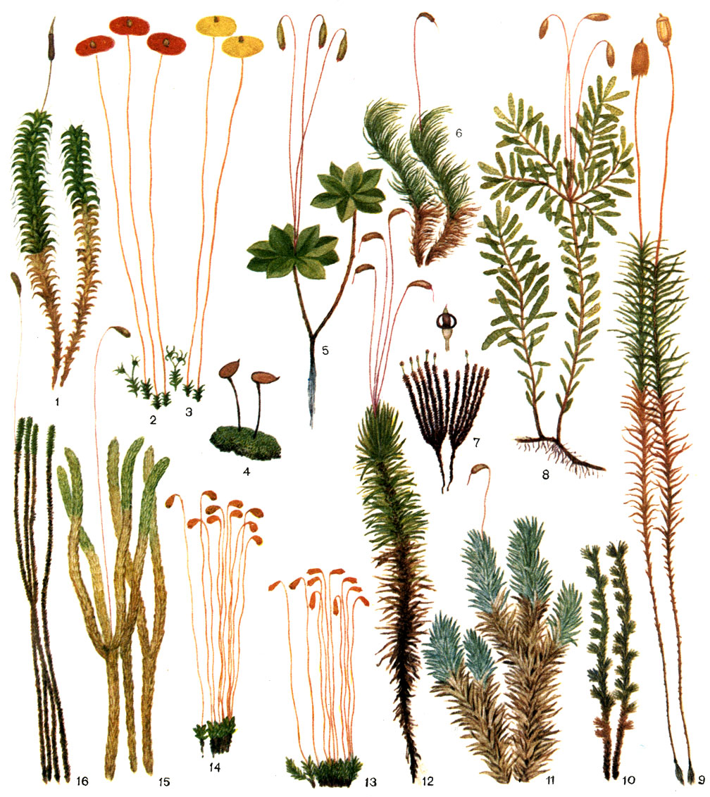 Таблица 7. Листостебельные мхи (верхоплодные): 1 - тортула полевая (Tortula ruralis); 2 - сплахнум красный (Splachnum rubrum); 3 - сплахнум желтый (S. luteum); 4 - буксбаумия безлистная (Buxbaumia aphylla); 5 - родобриум розетковидный (Rhodobryum roseum); 6 - дикранум метловидный (Dicranum scoparium); 7 - андрея скальная (Andreaea rupestris); 8 - мниум волнистый (Mnium undulatum); 9 - политрихум обыкновенный, или кукушкин лен (Polytrichum commune); 10 - ракомитриум шерстистый (Rhacomitrium lanuginosum); 11 - леукобриум сизый (Leucobryum glaucum); 12 - дикранум многоножковый (Dicranum polysetum); 13 - полия поникшая (Pohlia nutans); 14 - фунария гигрометрическая (Funaria hygrometrica); 15 - аулакомниум вздутый (Aulacomnium turgidum); 16 - палуделла оттопыренная (Paludella squarrosa)