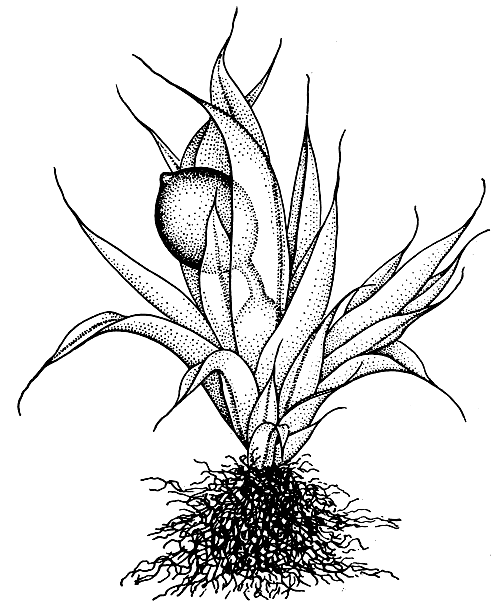 Рис. 50. Фаскум (Phascum piliferum) - общий вид спороносящего растения