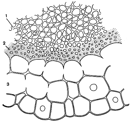 Рис. 53. Часть поперечного среза стебля сфагнума оттопыренного (Sphagnum squarrosum): 1 - основная ткань; 2 - кора; 3 - гиалодерма