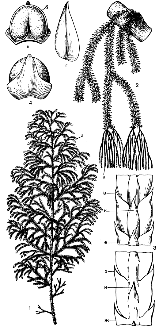 Рис. 55. Плауны: 1 - плаун поникший (Lycopodium cernuum): а - стробил; 2 - плаун флегмария (L. phlegmaria): а - стробил, б - спорангий, в - спорофилл, вид с внутренней стороны, г - стерильный лист; д - спорофилл, вид с внешней стороны; 3 - плаун сплюснутый (L. complanatum): е - веточка, вид с верхней стороны, ж - веточка, вид с нижней стороны, з - боковой лист, и - брюшной лист, к - спинной лист