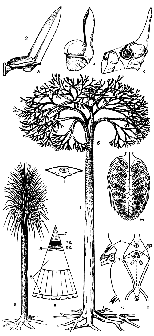 Рис. 58. Лепидодендровые: 1 - лепидодендрон (Lepidodendron): а - молодое растение, б - взрослое растение, в - схема поперечного среза ствола, г - схема поперечного среза листа, д - листовая подушка на продольном разрезе ствола, е - листовая подушка в плане, ж - стробил, вд - вторичная древесина, к - кора, л - луб, лр - листовой рубец, п - парихны, пд - первичная древесина, с - сердцевина, я - язычок; 2 - спорофиллы лепидодендровых: з - спорофилл с тонкостенным вскрывшимся спорангием, внутри которого находилось несколько спор, и - мегаспорофилл с толстостенным спорангием, содержащим мегаспору, к - мегаспорофилл с толстостенным спорангием, прикрытым крыльями пластинки спорофилла, внутри спорангия находится женский гаметофит