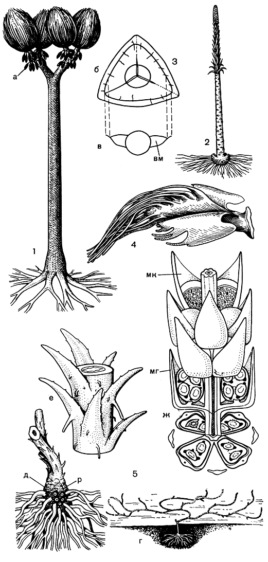 Рис. 59. Ископаемые плауновидные: 1 - сигиллярия (Sigillaria): а - стробил; 2 - плевромейя Штернберга (Pleuromeia sternbergii); з - спора спенсериспоритеса (Spencerisporites): б - вид с полюса, в - продольное сечение споры, виден воздушный мешок (вм); 4 - мегаспорофилл миадесмии кожистой (Miadesmia membranacea); 5 - селагинелла Фрайпонта (Selaginella fraipontii): г - реконструкция растения со стелющимися по поверхности земли побегами, д - основание побега с ризофором (р), е - участок побега с листьями, ж - часть стробила с мегаспорофиллами (мг) и с микроспорофиллами (мк); внутри мегаспорангиев видны тетрады мегаспор, внутри микроспорангиев - многочисленные микроспоры