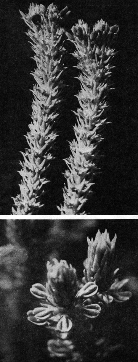 Рис. 61. Побеги плауна баранца (Lycopodium selago) с выводковыми почками