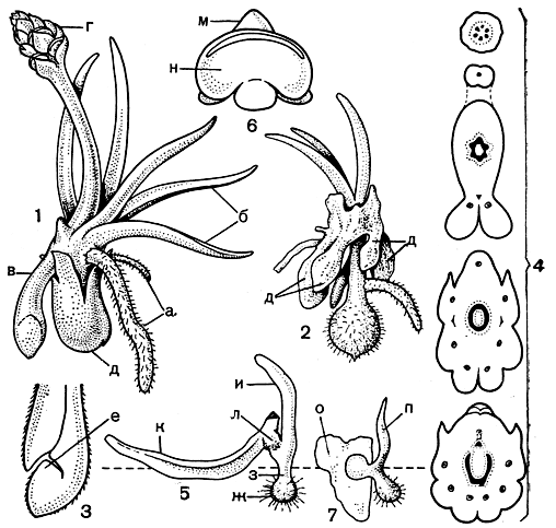 Рис. 64. Филлоглоссум Драммонда (Phylloglossum drummondii): 1 - спороносящее растение: а - корни, б - листья, в - ножка, кончик которой преобразуется в клубень, г - стробил, д - старый, прошлогодний клубень; 2 - молодое растение' видны остатки старых клубней (д), залегавших на разной глубине от поверхности почвы; 3 - схема продольного среза кончика ножки; точка роста (е) молодого клубня, направленная к поверхности почвы, погружена в полость, сообщающуюся с внешней средой с помощью канала; 4 - схемы поперечных срезов растения на разных уровнях, начиная от зоны отхождения листьев и ножки от старого клубня (нижняя схема) и кончая средней частью ножки стробила (верхняя схема) (черным цветом показаны проводящие элементы ксилемы); 5 - вегетативное размножение филлоглоссума: ж - клубень, з - ножка, и - новый лист, к - отломанный и лежащий на поверхности почвы лист, л - протокорм; 6 - спорофилл (м) со вскрывшимся спорангием (к); 7 - заросток (о) и молодой проросток (n)