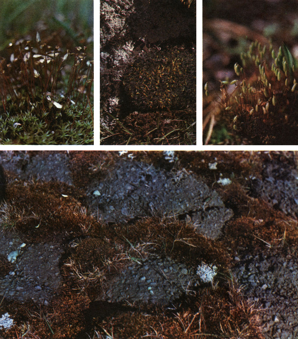 Таблица 9. Бриевые мхи: вверху слева направо - политрихум можжевельникоподобный (Polytrichum juniperinum); гриммия подушковидная (Grimmia pulvinata); бриум дернистый (Bryum caespiticium); внизу - ортотециум золотистый (Orthothecium chryseum) в каменистой тундре
