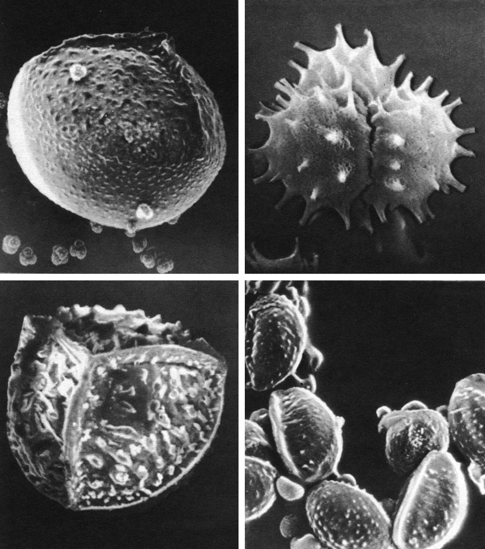 Таблица 11. Споры плауновидных под сканирующим электронным микроскопом: вверху слева - мегаспора и тетрады микроспор селагинеллы селаговидной (Selaginella selaginoides) (увел, около 160); вверху справа - тетрада микроспор селагинеллы селаговидной (увел, около 1200); внизу слева - мегаспора шильника озерного (Isoetes lacustris) (увел, около 120); внизу справ а - микроспоры шильника озерного (увел, около 800)