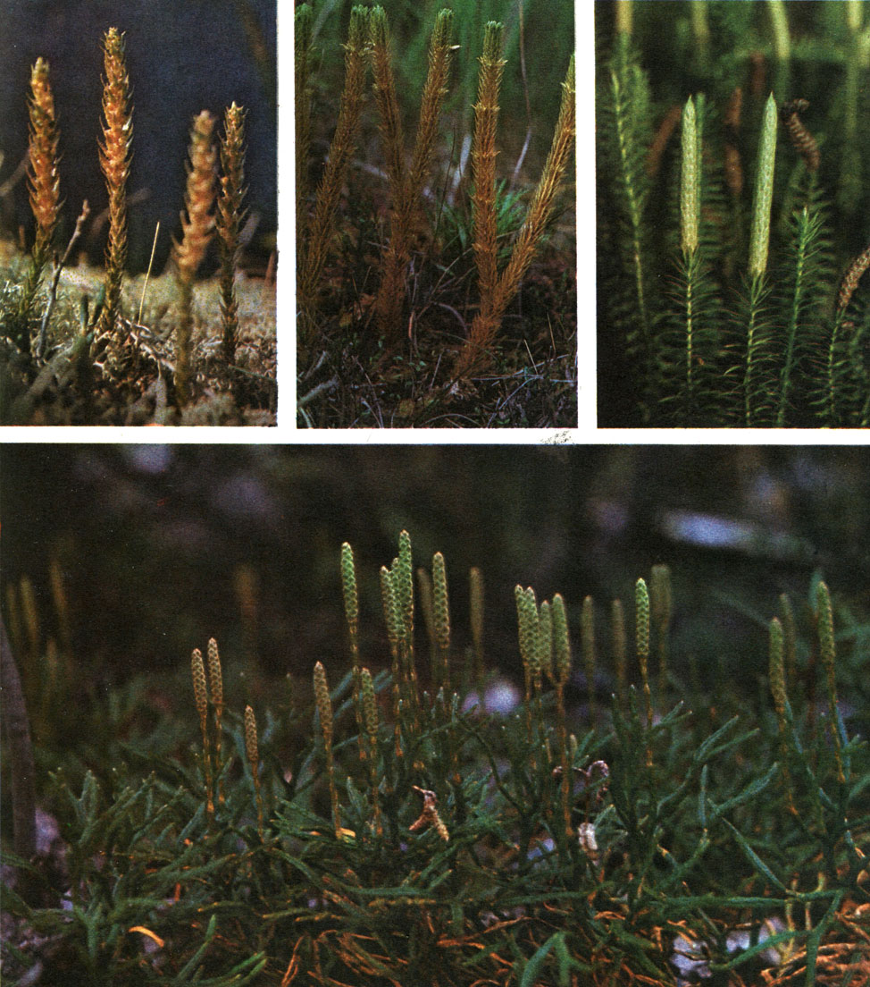 Таблица 13. Плауновидные: вверху слева направо - селагинелла селаговидная (Selaginella selaginoides); плаун баранец (Lycopodium selago); плаун годичный (L. annotinum); внизу - плаун сплюснутый (L. complanatum)