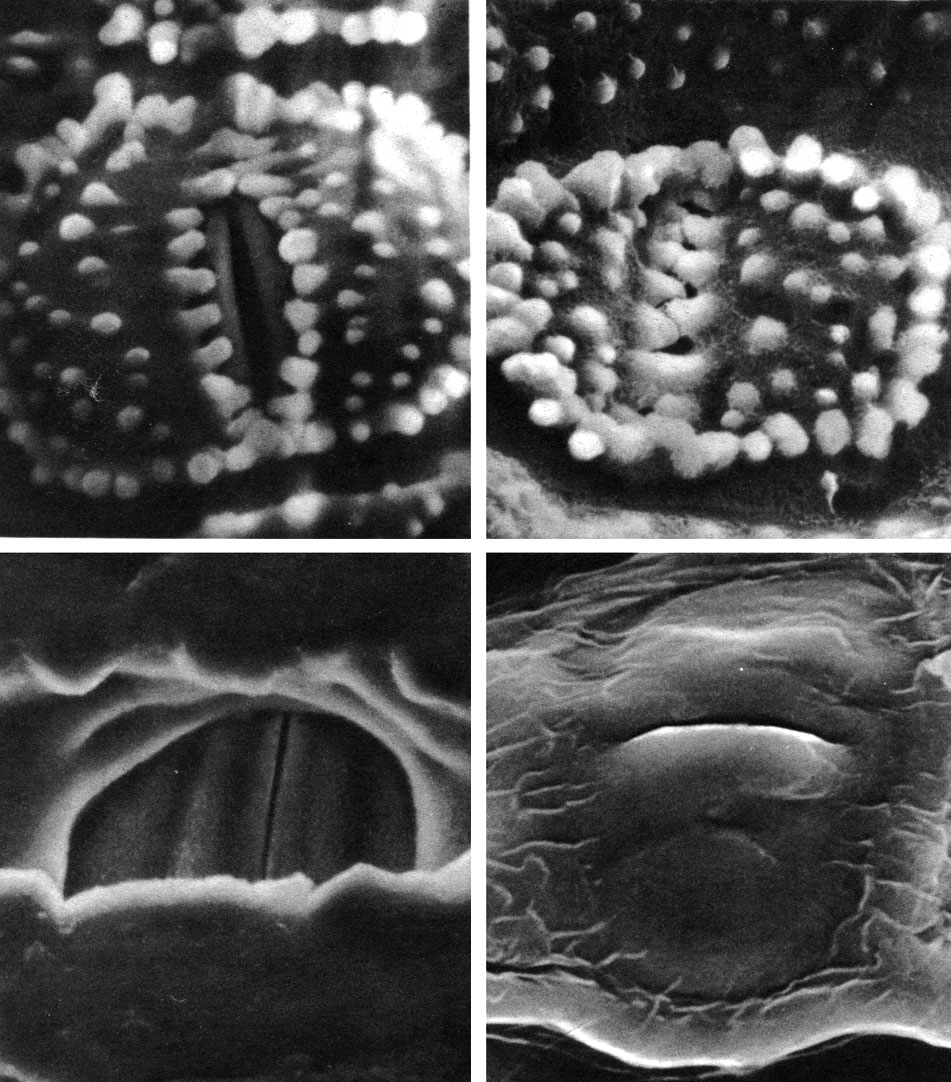 Таблица 16. Устьица хвощей под сканирующим электронным микроскопом. вверху - хвощ полевой (Equisetum arvense): слева - устьице открыто (увел, около 1700), справа - закрыто (увел, около 2000); внизу слева - хвощ зимующий (Е. hyemale): устьице закрыто (увел, около 1500); внизу справа - хвощ полевой: водяное устьице (увел, около 2000)