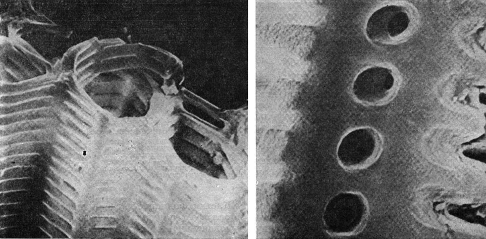 Рис. 66. Трахеиды стебля селагинеллы кровавопятнистой (Selaginella sanguinolenta): слева - трахеиды с лестничной поровостью (увел. около 1800); справа - округлые окаймленные поры (увел, около 6700)