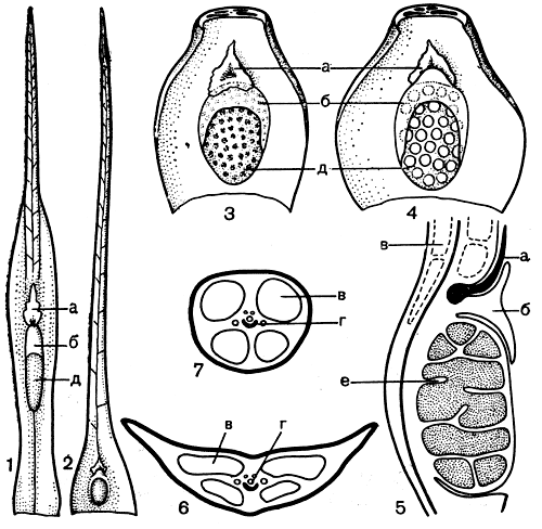 Рис. 72. Строение листа и спорангия у полушников трехгранного (Isoёtes triquetra) (1) и озерного (I. lаcustris) (2-7): 1 - микроспорофилл; 2 - мегаспорофилл; 3 - основание микроспорофилла; 4 - основание мегаспорофилла; 5 - продольный срез через основание микроспорофилла; 6 - схема поперечного строения пластинки листа в зоне, расположенной чуть выше места отхождения язычка; 7 - схема поперечного строения шиловидной части пластинки листа; (а - язычок; б - велум; в - воздухоносная полость; г - проводящий пучок; д - спорангий; е - трабекула)