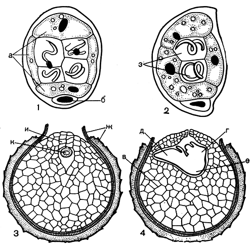 Рис. 73. Заростки (гаметофиты) и зародыш полушника (Isoёtеs): 1, 2 - строение мужского заростка на меридиональных срезах, проведенных в двух взаимно перпендикулярных плоскостях, одна из которых (2) проходит через проростковую щель; 3 - строение женского заростка на меридиональном срезе; 4 - женский заросток с зародышем; (а - клетки стенки антеридия; б - проталлиальная клетка; в - вегетативная часть женского заростка; г - корень; д - лист; е - ножка, ж - оболочка споры; з - сперматидии; и - шейка архегония; к - яйцеклетка)