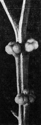 Рис. 74. Псилот голый (Psilotum nudum). Веточка с синангиями (увел.)