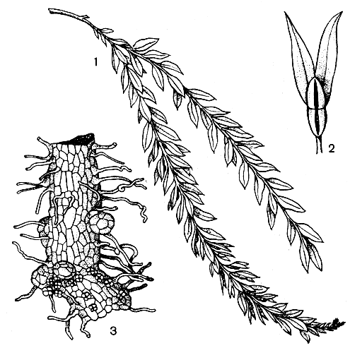 Рис. 75. Тмезиптерис (Tmesipteris tannensis): 1 - ветвь растения; 2 - веточка с синангием; 3 - гаметофит