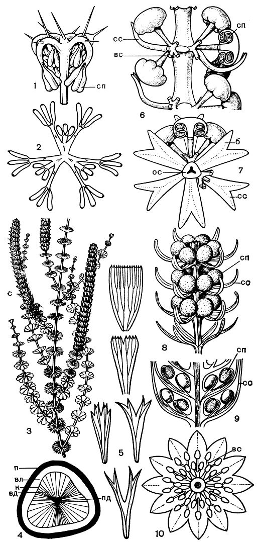 Рис. 76. Клинолистовые (Sphenophyllopsida): 1, 2 - эвиостахия Хёга (Eviostachya hoegii) (1 - спорангиофор в прижизненном положении, 2 - спорангиофор в развернутом виде); 3-5 - клинолист клинолистный (Sphenophyllum cuneifolium) (3 - общий вид части растения, 4 - схема поперечного сечения стебля в области междоузлия, 5 - листья разных узлов стебля); 6-10 - стробилы представителей порядка клинолистовых: 6-7 - пельтастробус Рид (Peltastrobus reedae) (б - часть стробила сбоку после удаления брактей и некоторых веточек спороносных сегментов спорангиофоров, 7 - поперечный срез стробила в области междоузлия - некоторые веточки спороносных сегментов удалены), 8 - сфенофиллостахис водяной (Sphenophyllostachys aquensis); 9-10 - сфенофиллостахис Досона (S. dawsonii): 9 - продольный срез части стробила, 10 - поперечный срез стробила в области междоузлия; (сп - спорангий; к - камбий; вд - вторичная древесина; вл - вторичный луб; п - перидерма; пд - первичная древесина; cm - стробил; б - брактея; вс - веточка спороносного сегмента спорангиофора; ос - ось стробила; сс - стерильный сегмент спорангиофора)