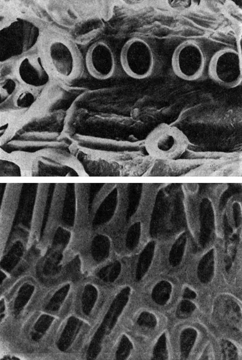 Рис. 82. Проводящие элементы ксилемы узла хвоща полевого (Equisetum arvense): вверху - увел, около 950; внизу - увел, около 3800