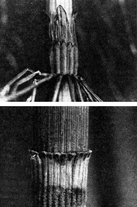 Рис. 83. Листовые влагалища на стеблях некоторых видов хвоща (Equisetum): вверху - хвощ лесной (Е. sylvaticum); внизу - хвощ зимующий (Е. hyemale)