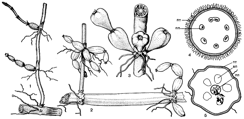 Класс хвощовые, или эквизетопсиды (Equisetopsida) [1978 - - Жизнь растений.  Том 4. Мхи. Планктоны. Хвощи. Папоротники. Голосеменные растения]