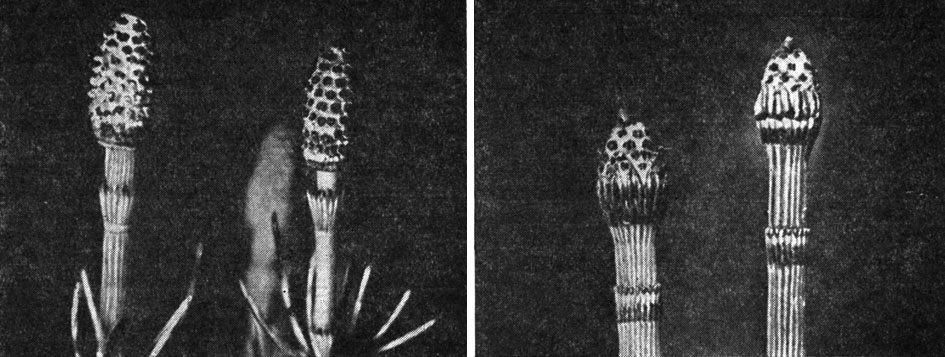 Рис. 86. Стробилы некоторых видов хвоща (Equisetum): слева - хвощ приречный (Е. fluviatile); справа - хвощ зимующий (Е. hyemale)