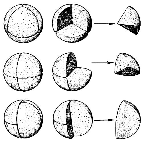 Рис. 92. Три основных типа тетрад и расположение в них трилетных (верхний ряд) и монолетных (средний и нижний ряды) спор