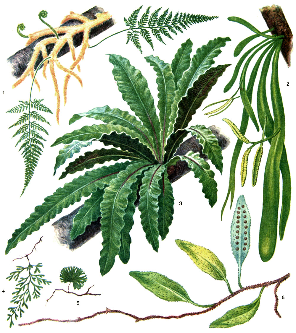 Таблица 18. Папоротники-эпифиты: 1 - даваллия крыночковидная (Davallia pyxidata); 2 - ужовник повислый (Ophioglossum pendulum); 3 - асплениум гнездовый, или птичье гнездо (Asplenium nidus); 4 - гименофилл Райта (Hymenophyllum wrightii); 5 - трихоманес маленький (Trichomanes minutum); 6 - леммафиллум мелколистный (Lemmaphyllum microphyllum)