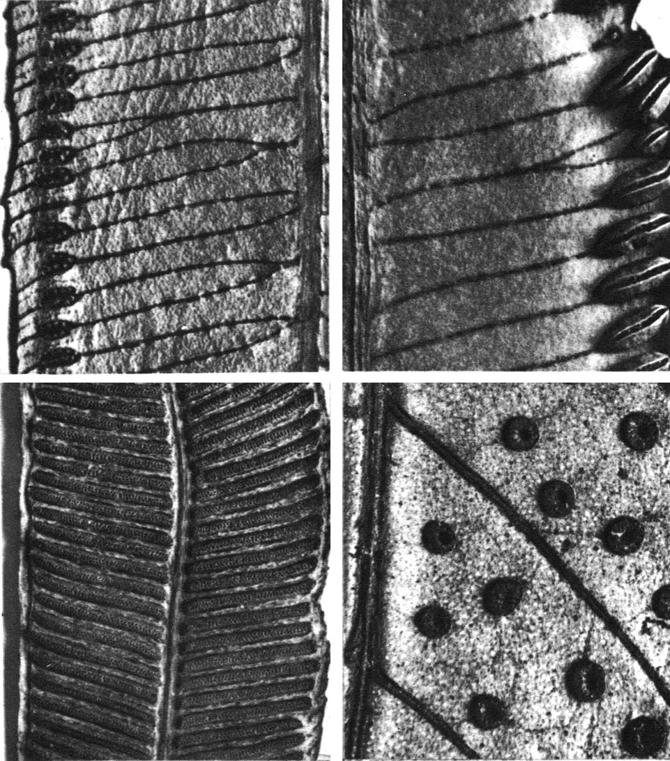 Таблица 19. Типы спороношений у папоротников семейства мараттиевых: вверху слева - ангиоптерис вознесенный (Angiopteris evecta); вверху справа - мараттия ясеневая (Marattia fraxinea); внизу слева - данея эллиптическая (Danea elliptica); внизу справа - кристенсения каштанолистная (Christensenia aesculifolia)