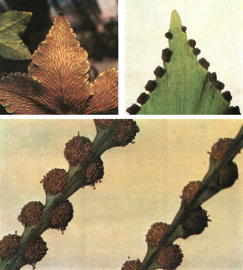 Таблица 20. Типы спороношепий у папоротников семейств адиантовых и полиподиевых: вверху слева - хемионитис пальчатый (Hemionitis palmata); вверху справа - (Adiantum trapeziforme); внизу - дринария Мейена (Drynaria meyeniana)