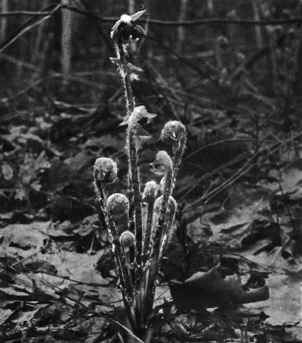 Таблица 21. Осмунда коричная (Osmunda cinnamomea) в стадии разворачивания листьев
