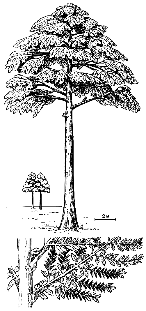Рис. 94. Археоптерис (Archaeopteris). Внизу - часть облиственного стебля