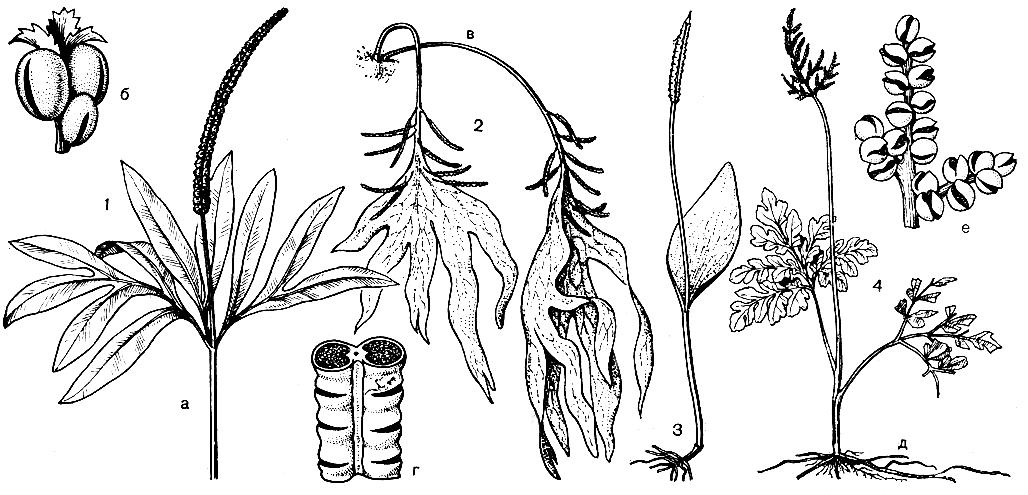Рис. 95. Ужовниковые: 1 - гельминтостахис цейлонский (Helminthostachys zeylanica): а - часть спорофилла с тройчато рассеченным стерильным сегментом и с колосовидным спороносным сегментом, б - веточка спороносного сегмента со спорангиями и листовидными придатками; 2 - ужовник пальчатый (Ophioglossum palmatum): в - общий вид растения, г - участок спороносного сегмента с погруженными в его ткань спорангиями; 3 - ужовник обыкновенный (О. vulgatum); 4 - гроздовник многораздельный (Botrychium multifidum): д - общий вид растения с перезимовавшим, стерильным сегментом и со спорофиллом текущего года, е - участок спороносного сегмента спорофилла