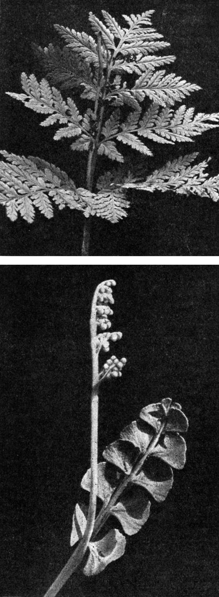Рис. 96. Ужовниковые: вверху - гроздовник вирджинский (Botrychium virginianum); внизу - гроздовник полулунный, или ключ-трава (В. lunaria)