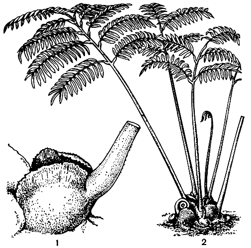 Рис. 100. Ангиоптерис вознесенный (Angiopteris evecta): 1 - основание листа с прилистниками; 2 - общий вид