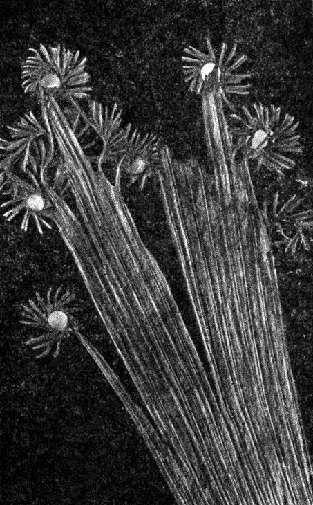 Рис. 103. Схизея изящная (Schizaea elegans), спорангиеносная часть листа