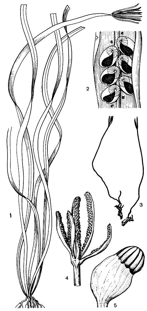 Рис. 104. Актиностахисы. Актиностахис пальчатый (Actinostachys digitata): 1 - общий вид; 2 - фрагмент спорангиеносной части листа. Актиностахис крупнобазальный (A. macrofunda): 3 - спорофиты с прикрепленными гаметофитами; 4 - спорангиеносный аппарат; 5 - спорангий