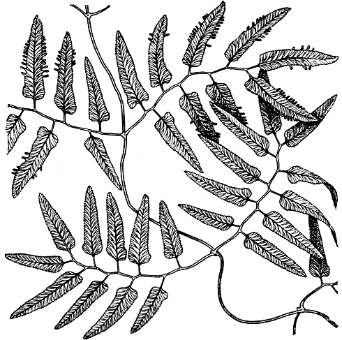 Рис. 105. Лигодиум вьющийся (Lygodium volubile), часть листа